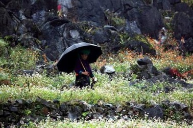 Tam giác mạch đã nhuộm hồng miền Cao nguyên đá