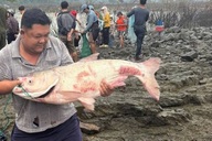 Người dân tấp nập săn cá tra, cá lăng nặng hơn 15kg ở hồ Trị An