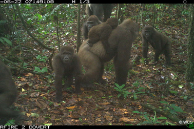 Hình ảnh loài khỉ đột hiếm có nhất thế giới địu con trên lưng