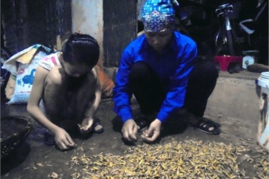 Làng nghề rang tẩm châu chấu độc nhất Việt Nam