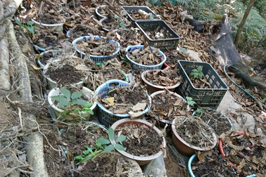 Hơn 800 cây sâm Ngọc Linh của dân bị nhổ trộm trong dịp Tết