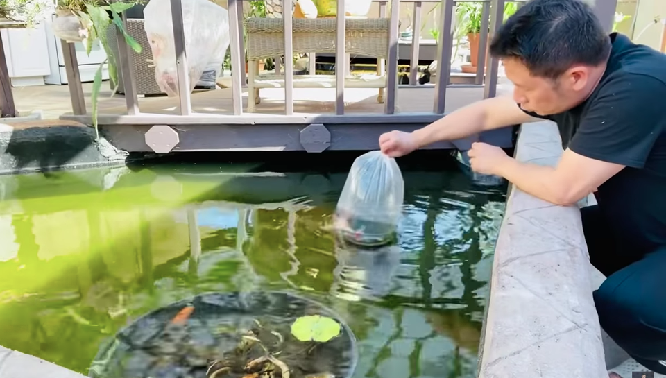 Chiêm ngưỡng hồ cá Koi của Bằng Kiều trên đất Mỹ - 4 Chiêm ngưỡng hồ cá Koi của Bằng Kiều trên đất Mỹ - 4