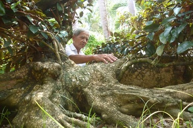 Chiêm ngưỡng cây vú sữa hình tứ linh "độc nhất vô nhị" ở Miền Tây