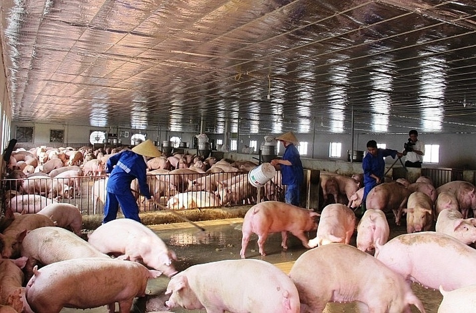 Bộ trưởng Nông nghiệp nói thật lý do giá thịt lợn vẫn quá đắt - 1 Bộ trưởng Nông nghiệp nói thật lý do giá thịt lợn vẫn quá đắt - 1