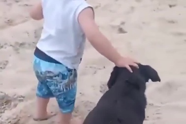 Chó hỗ trợ cậu bé thực hiện những bước đi đầu tiên