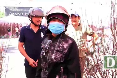 Đào Nhật Tân hai gốc giá 400 ngàn ngày cuối năm