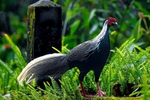 Tình huống pháp lý ly kỳ vụ lĩnh 6 năm tù vì bán gà lôi trắng