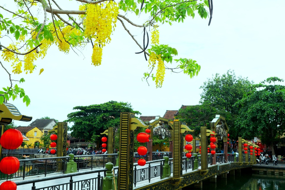 Rực rỡ sắc hoa muồng hoàng yến ở phố cổ Hội An - 5 Rực rỡ sắc hoa muồng hoàng yến ở phố cổ Hội An - 5