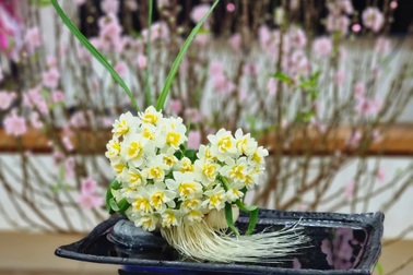 Độc đáo thú chơi loài hoa "nhà giàu", có thể nở đúng đêm giao thừa