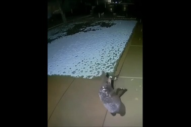 Phản ứng đáng yêu của gấu con khi thấy tuyết rơi