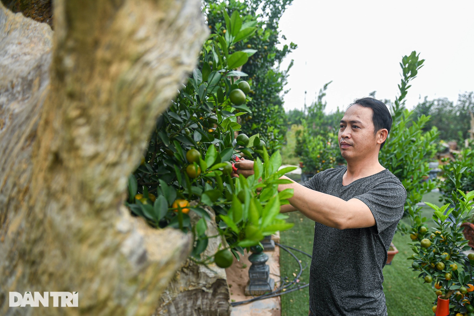 Kumquats assembled with driftwood in the shape of a dragon's head cost more than 100 million VND in Hanoi - 8