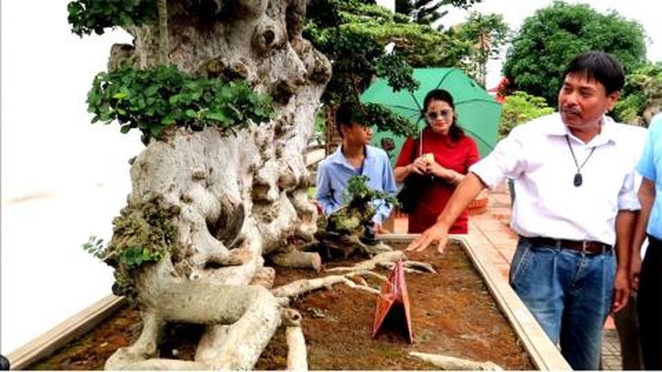 Bán cây Lão mai đại thọ 7 tỷ đồng: Giá thật bao nhiêu? - 2 Bán cây Lão mai đại thọ 7 tỷ đồng: Giá thật bao nhiêu? - 2
