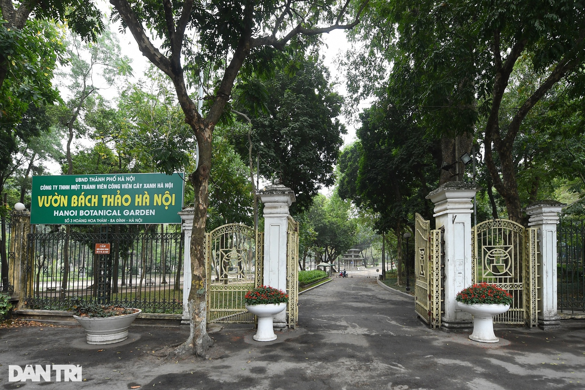 Cây muồng ngủ hơn 100 tuổi ở công viên Bách Thảo chết khô - 1