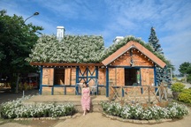 Ngôi nhà cúc họa mi độc nhất Hà Nội, khách “ùn ùn” đổ về check-in chụp ảnh