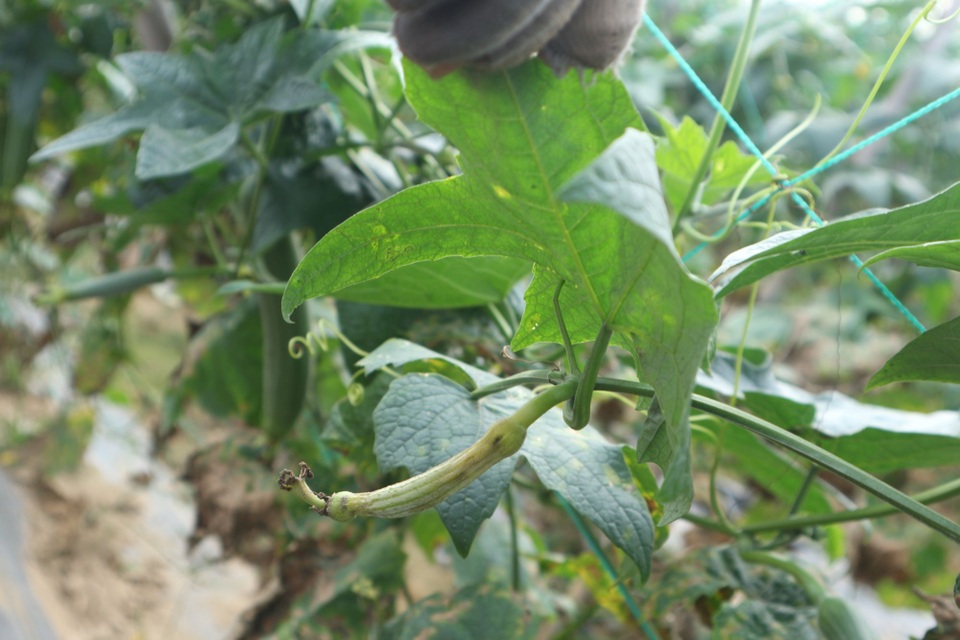 Người trồng rau đứng ngồi không yên vì mưa rét kéo dài - 5 Người trồng rau đứng ngồi không yên vì mưa rét kéo dài - 5