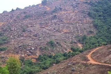 Bình Định: “Cạo trọc” rừng đầu nguồn để trồng rừng thay thế (?)
