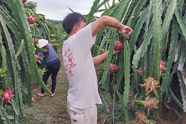 Tham tán thương mại Trung Quốc nói gì về hàng Việt?