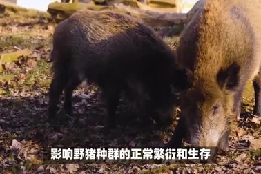 Du khách bắt lợn rừng bằng tay không, tóm trúng được mang lợn về ăn thịt