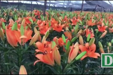 Giá hoa ly "rẻ chưa từng có", người trồng để mặc hoa rụng đầy gốc