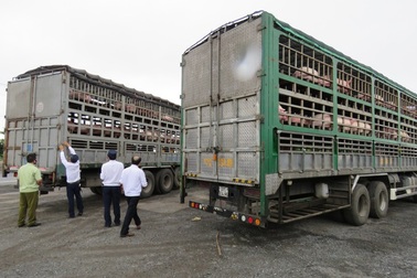 Quảng Trị: Buôn bán, vận chuyển lợn trái phép ở khu vực biên giới phức tạp