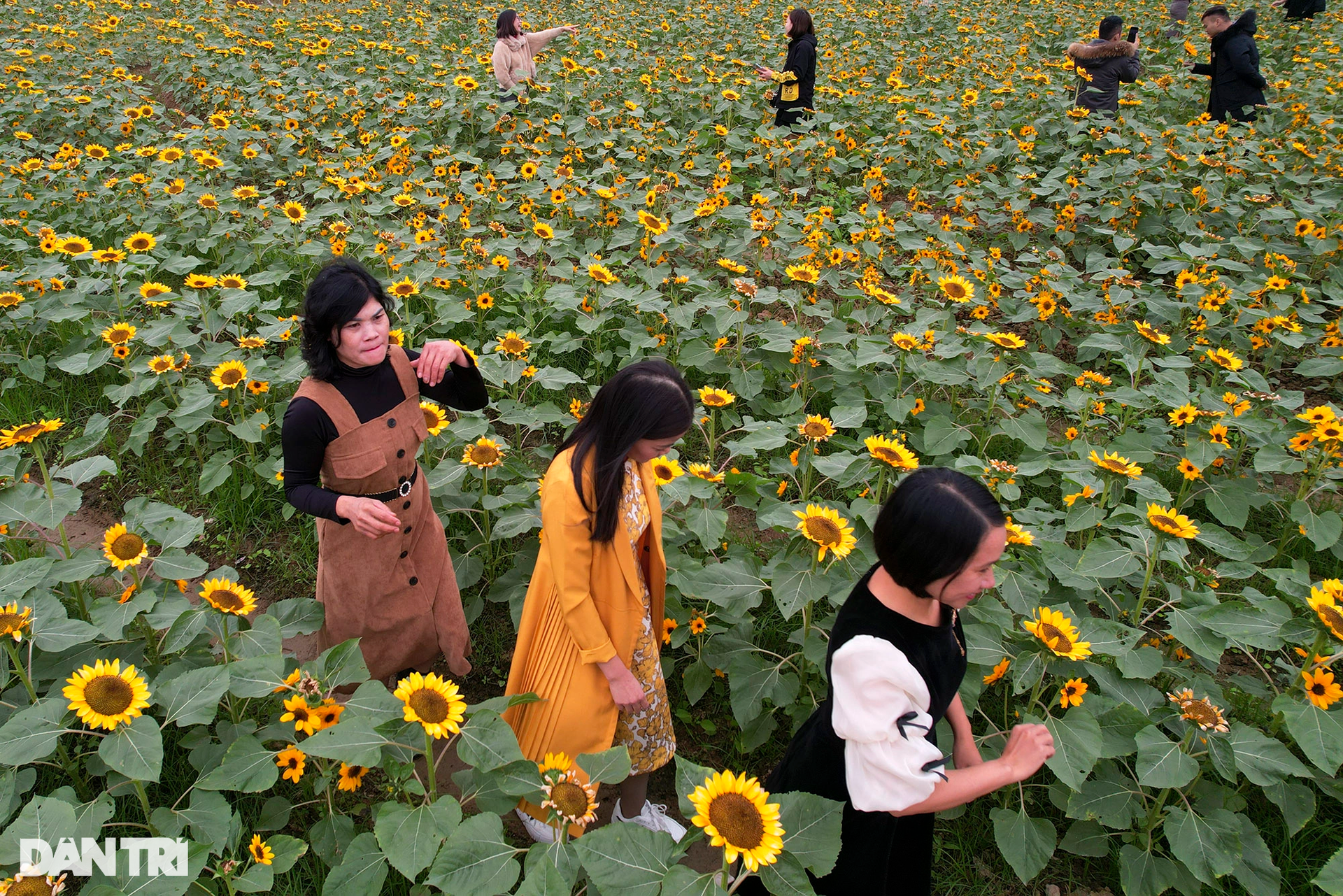 Thưởng thức lễ hội hoa lần đầu xuất hiện tại thủ phủ hoa miền Bắc - 3