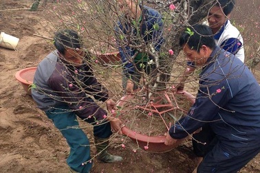 Nhận chở đào, quất không ngớt, xe ôm kiếm tiền triệu mỗi ngày