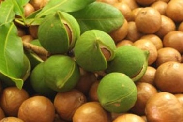 Trồng “cây tỷ đô”: Không để “được mùa, mất giá”