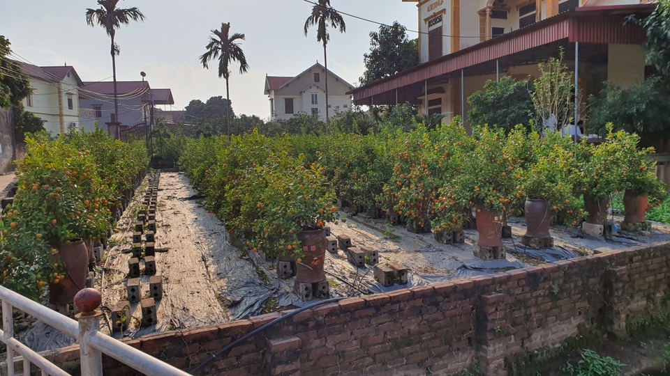 Năm ngoái được giá, năm nay cả làng đua nhau trồng quất lọ - 4 Năm ngoái được giá, năm nay cả làng đua nhau trồng quất lọ - 4
