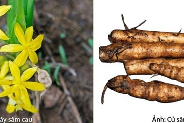 Cách phân biệt Sâm cau để tránh nhẫm lẫn với các loại rễ cây dại