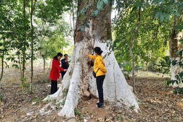 Lào Cai: Tìm cách giải cứu cây di sản 300 tuổi có nguy cơ bị đổ gục