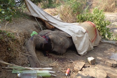 Voi cái 38 tuổi chết sau khi bị chém