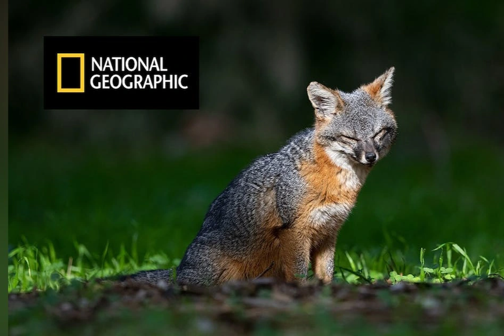 National Geographic ngừng phát sóng tại Việt Nam và khoảng trống khó lấp - 1 National Geographic ngừng phát sóng tại Việt Nam và khoảng trống khó lấp - 1