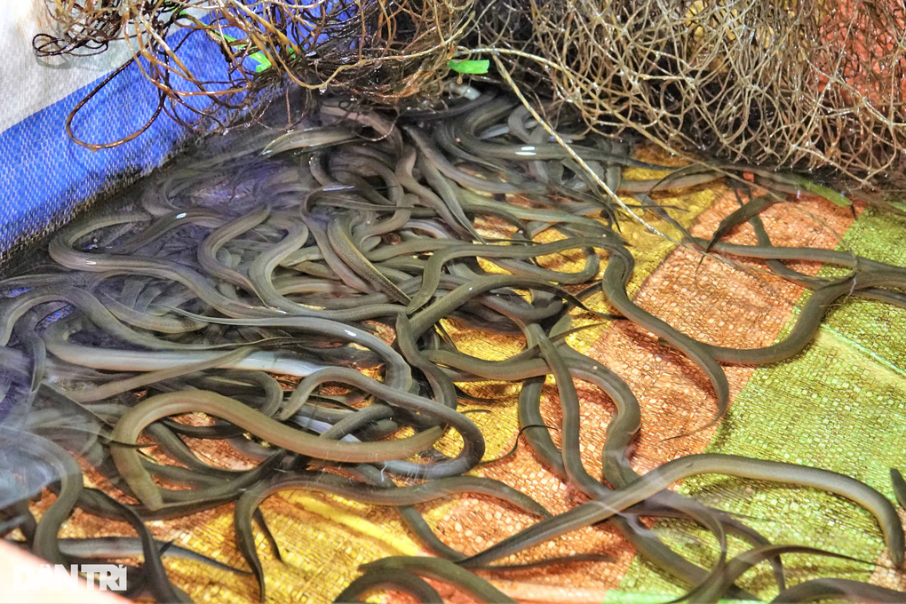 8X chế máy ấp trứng lươn giá 3 tô phở, cứ 5 ngày lại thu tiền triệu - 7 8X chế máy ấp trứng lươn giá 3 tô phở, cứ 5 ngày lại thu tiền triệu - 7