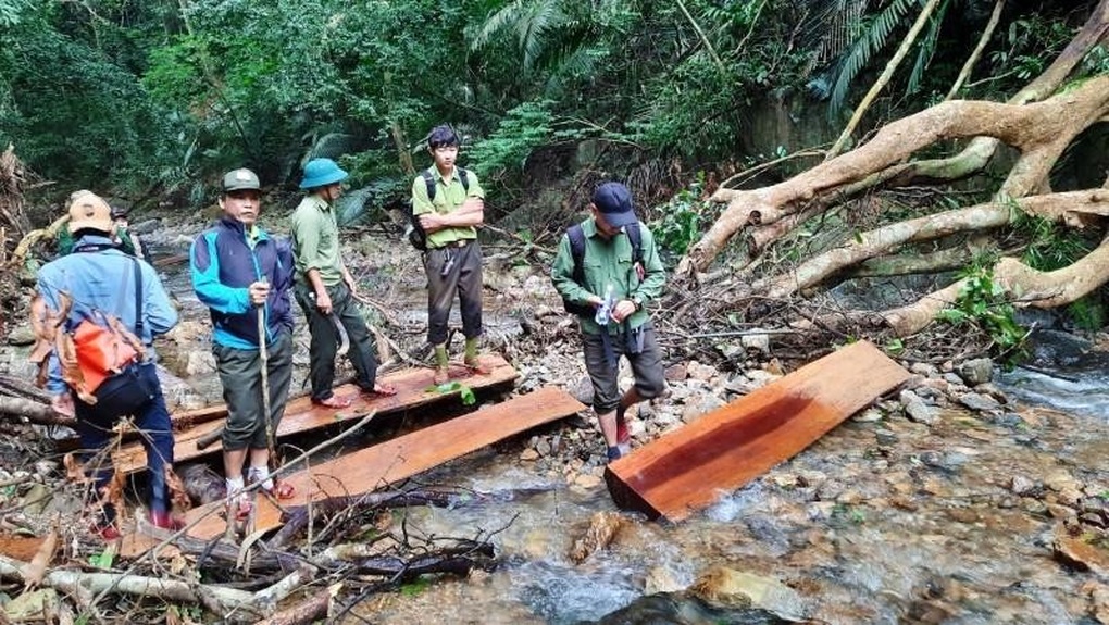 Kỷ luật Giám đốc Khu bảo tồn thiên nhiên để xảy ra phá rừng - 1 Kỷ luật Giám đốc Khu bảo tồn thiên nhiên để xảy ra phá rừng - 1