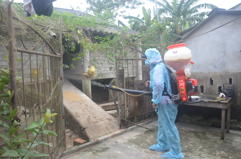 Người chăn nuôi thấp thỏm khi đàn lợn Tết đối diện nguy cơ dịch tả châu Phi - 1 Người chăn nuôi thấp thỏm khi đàn lợn Tết đối diện nguy cơ dịch tả châu Phi - 1