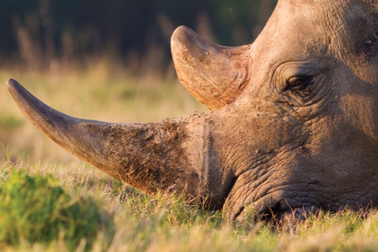 Sừng tê giác có thực sự là "tiên dược" như đồn thổi?