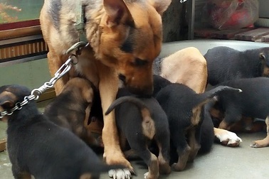 Kỳ diệu chó mẹ tìm về với đàn con khát sữa sau 2 ngày đêm thất lạc