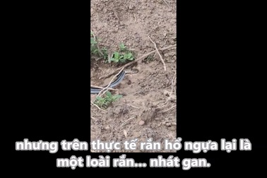 Rắn hổ ngựa giả chết tài tình khi bị đe dọa