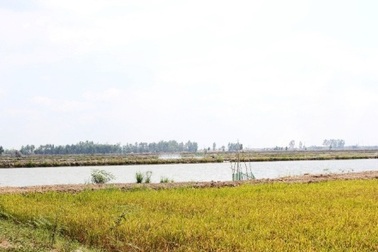 Đua nhau đổ muối, khoan giếng để… nuôi tôm trên vùng nước ngọt