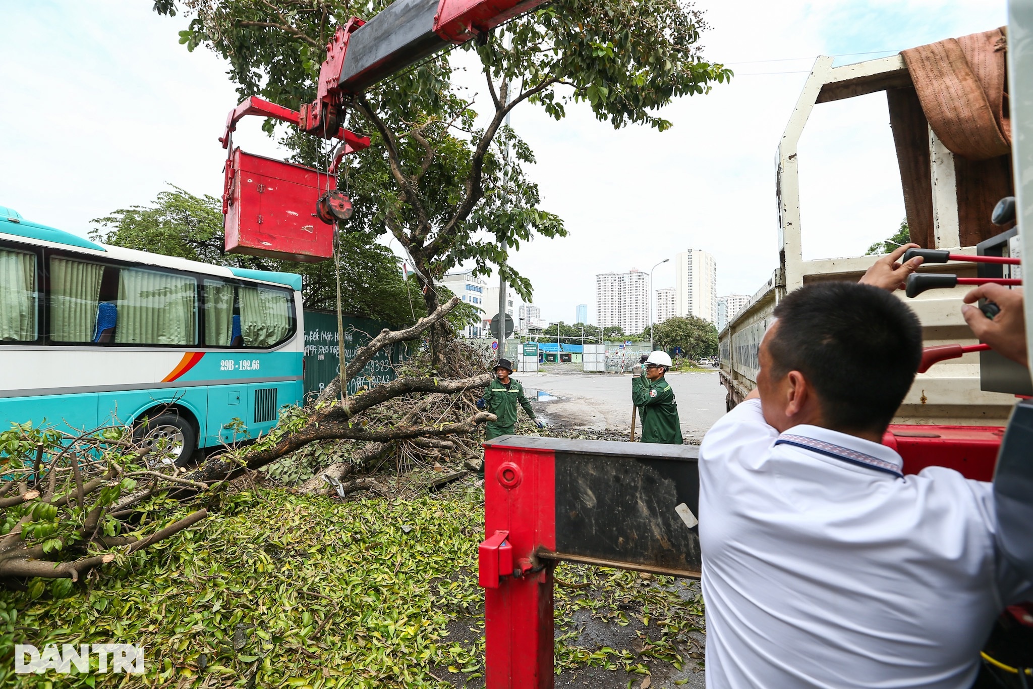 View - Người nước ngoài chung tay cùng Hà Nội dọn cây đổ sau bão Yagi | Báo Dân trí