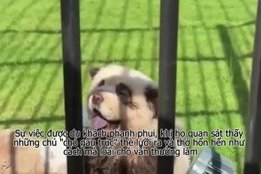 Sở thú ở Trung Quốc thừa nhận bắt chó "đóng giả" gấu trúc