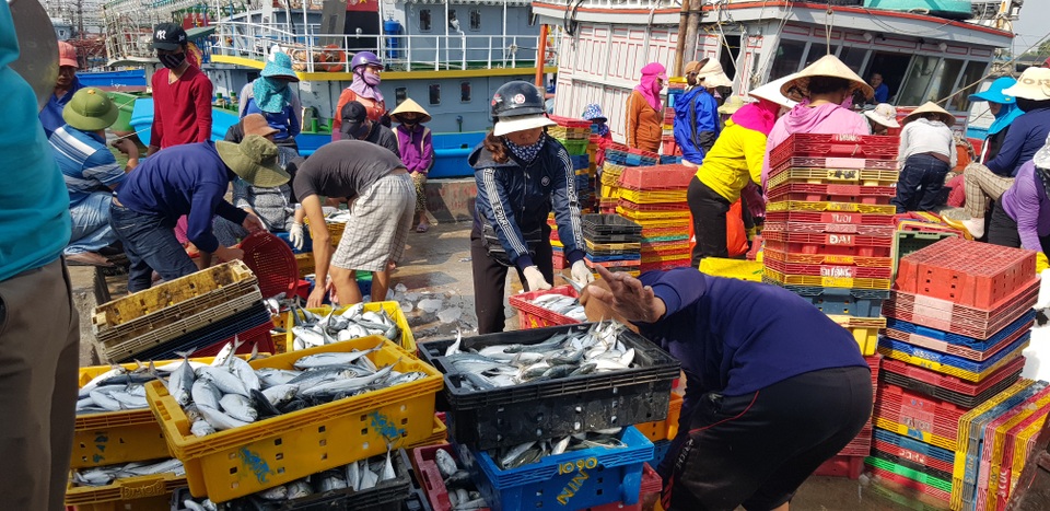 Quảng Trị: Ngư dân thu gần trăm triệu đồng nhờ trúng “lộc biển” đầu năm - 7 Quảng Trị: Ngư dân thu gần trăm triệu đồng nhờ trúng “lộc biển” đầu năm - 7