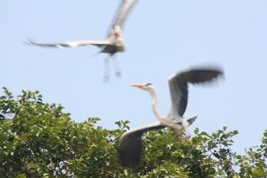Hàng ngàn con vạc quý trú ngụ trong vườn chùa