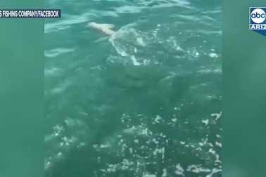 Khoảnh khắc cá mú khổng lồ nuốt chửng cá mập