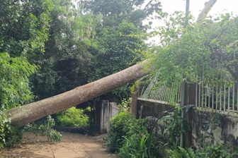 Cây cổ thụ bật gốc đè sập tường nhà dân