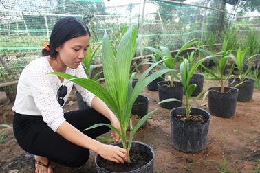 Trồng dừa sáp cấy phôi, cơ hội giúp nông dân làm giàu