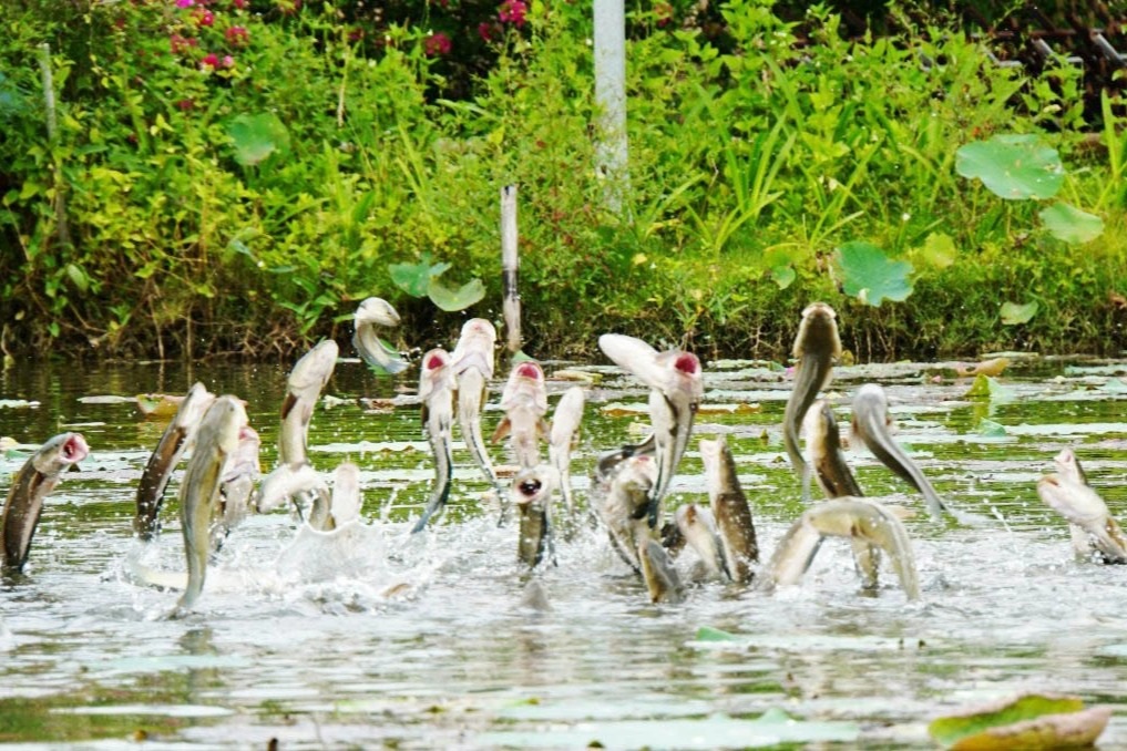 Đến Đồng Tháp đã mắt với trò xem... cá lóc bay - 7