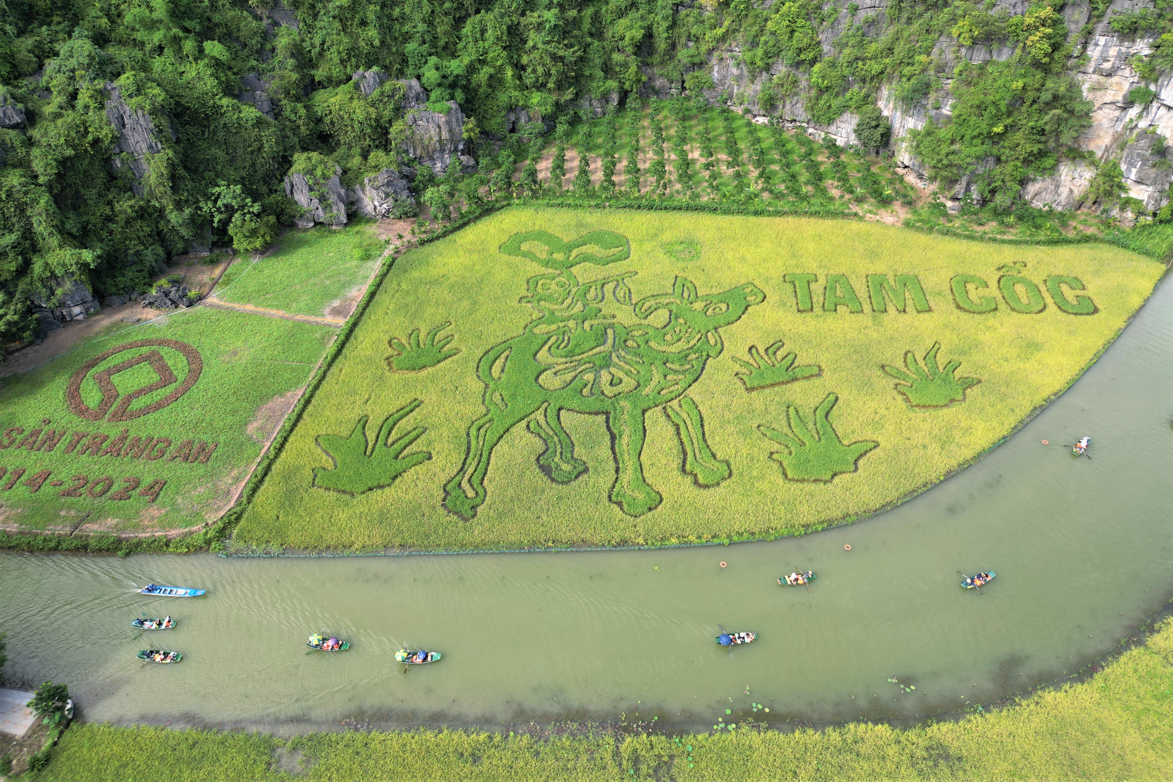 Bức tranh "Mục đồng thổi sáo" khổng lồ trên cánh đồng lúa đẹp nhất Việt Nam