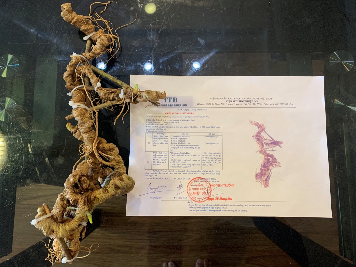 Chiêm ngưỡng “báu vật” Sâm Ngọc Linh rừng hơn 100 năm tuổi dáng rồng lượn - 6