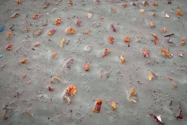 Mưa lớn phơi bày thảm kịch phía sau hàng nghìn thi thể trên sông Hằng